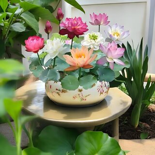 All Season Hybrid Japanese Lotus Flower Seeds PACK OF 20 view 2