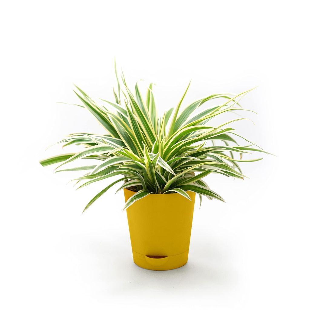 Grass Plant view 2