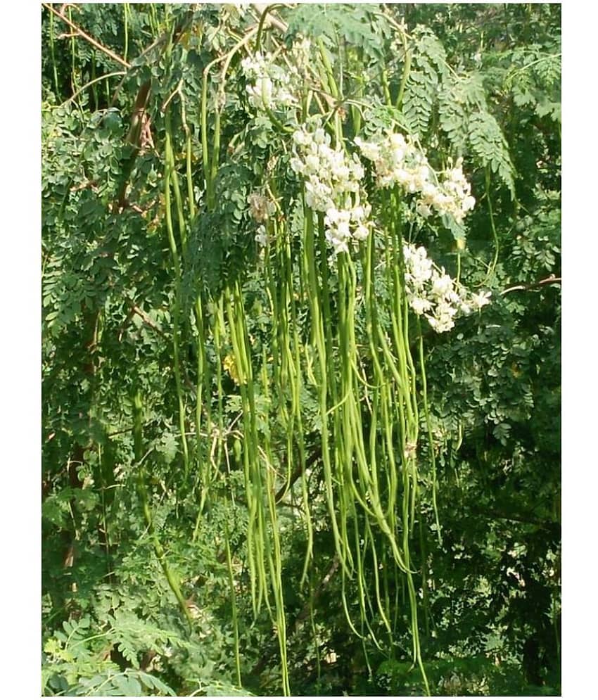 ROYAL PARADISE GARDEN PKM1 Rare Moringa oleifera Long Drumstick High Yielding 20 Seeds view 2