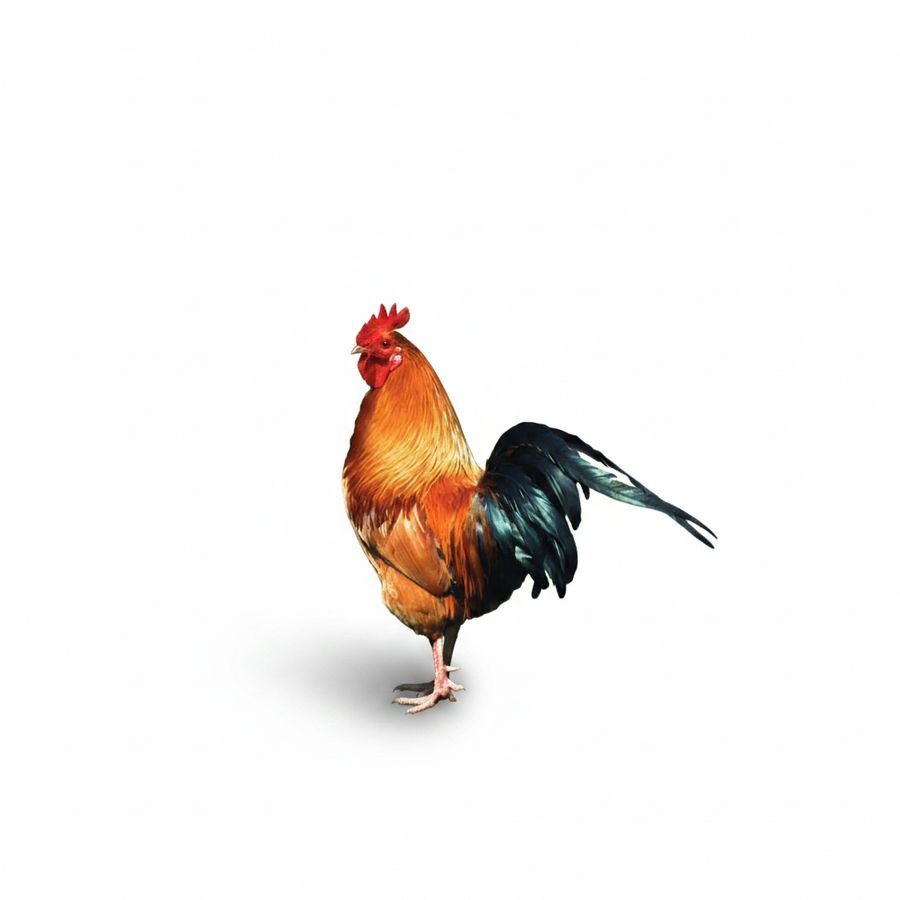 Fresh Farm Chicken - 1 kg - 1 unit of whole chicken view 2