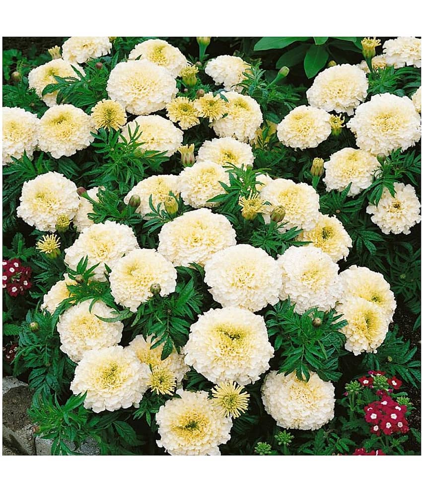 Bijilee F-2 Vanilla White - Flower Seeds Pack Of 30 Seeds view 2
