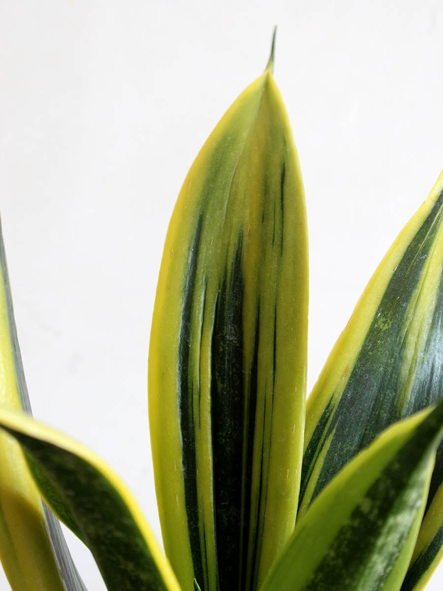 Snake Plant Golden Flame (Medium) view 2