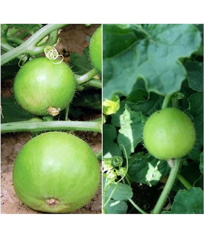 Indica Tinda Agri PNB-1 Hybrid ( 40 Seeds ) view 2