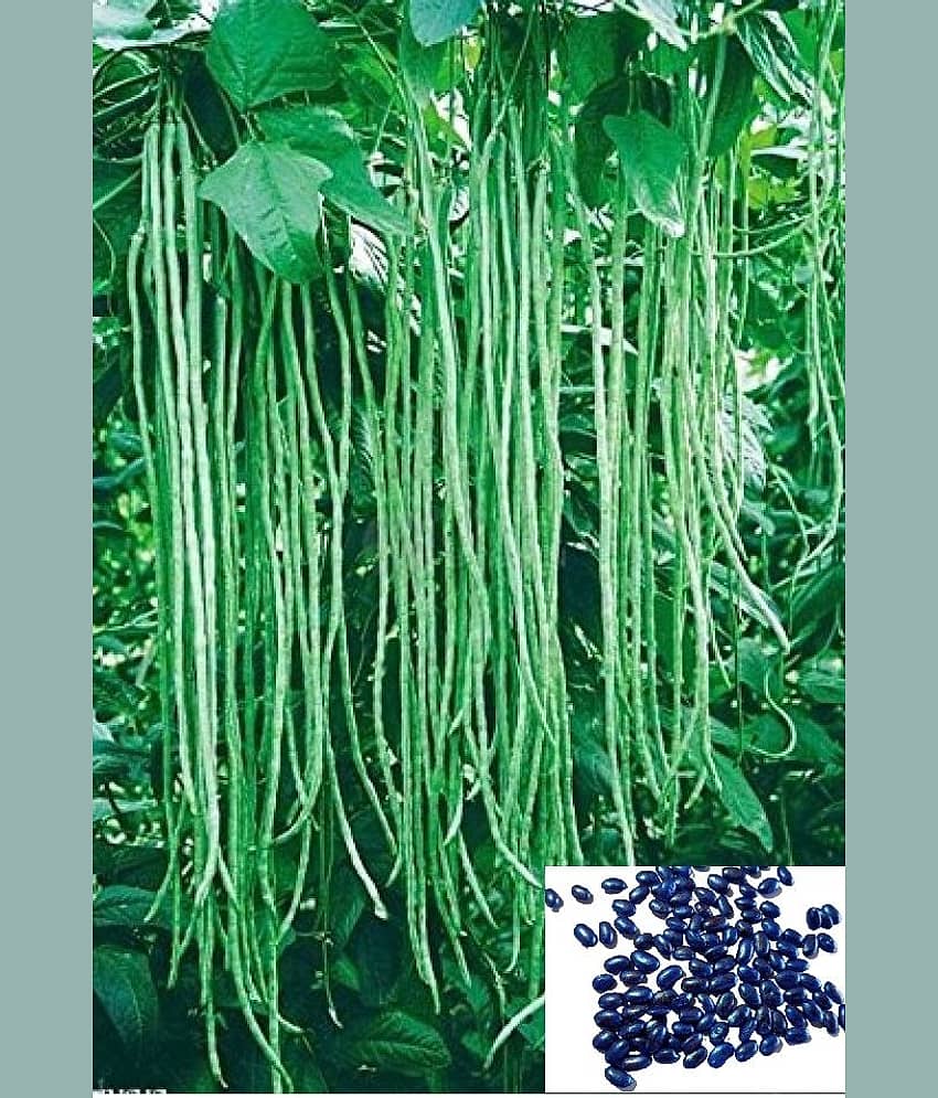 homeagro - French Beans Vegetable Seeds (Pack of 25) view 2