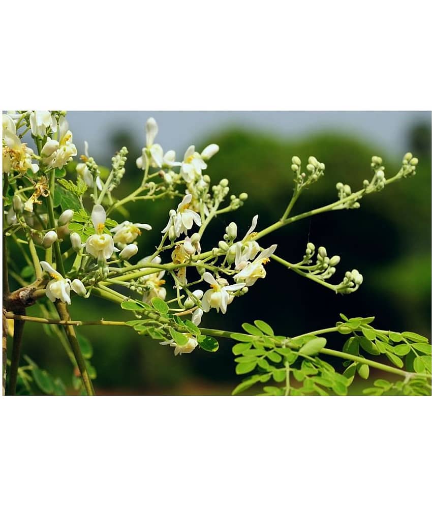 Organic Moringa Drumstick Seeds (Saijan ki Phalli, Saragavo) | pack of 15 seeds view 2