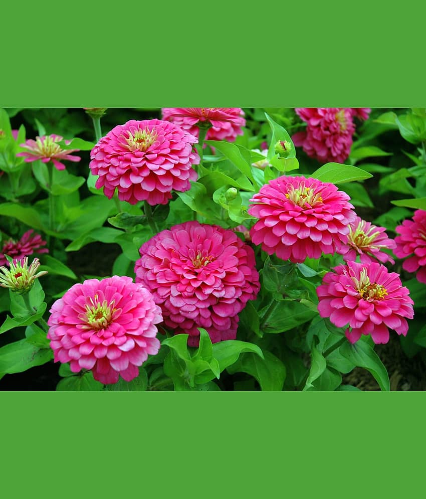 Zinnia Double Mix Flower Seeds (Multicolour, Pack of 25 ) view 2