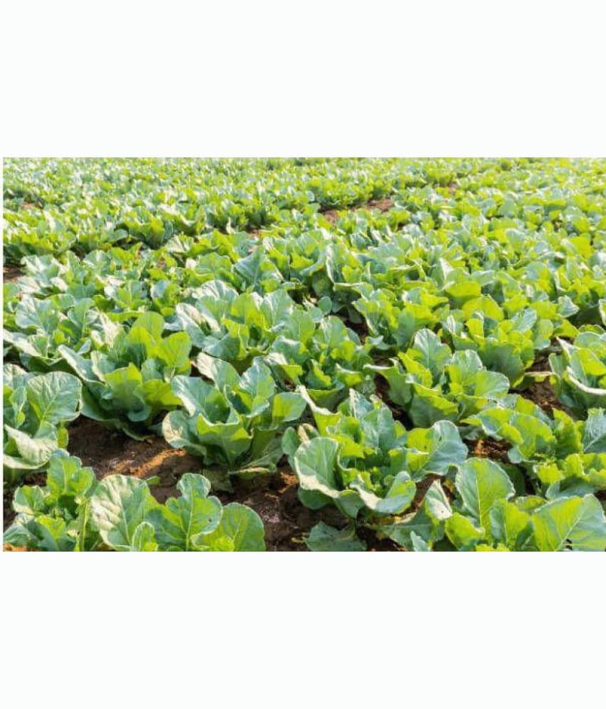 Cauliflower F1 Hybrid - Vegetable Seeds 100 (Nod) view 2