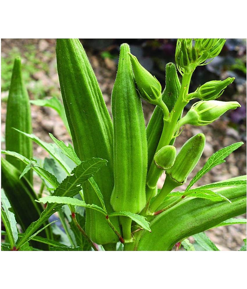Okra/Bhindi/Lady Finger Vegetable Hybrid Seeds | Pack of 25 seeds view 2