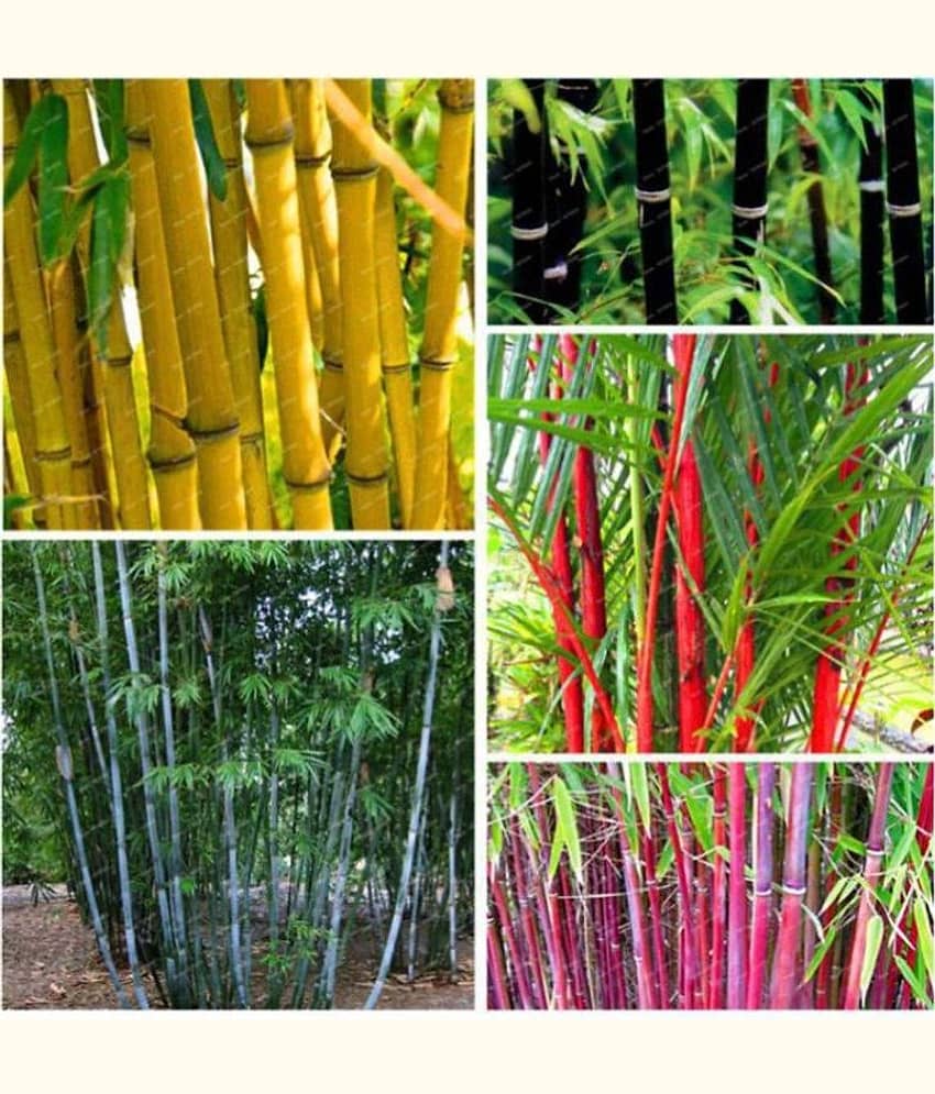 homeagro - Bamboo Plant ( 20 Seeds ) view 2