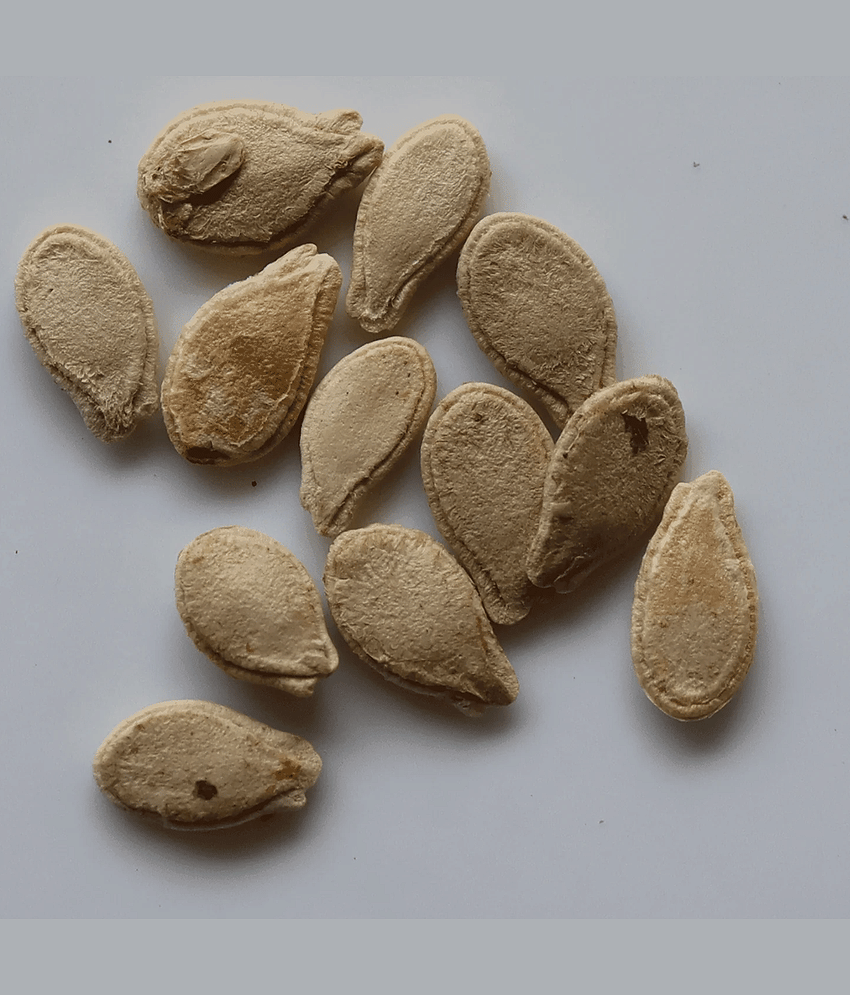 PARTHVA SEEDS Ash Gourd Vegetable ( 10 Seeds ) view 2