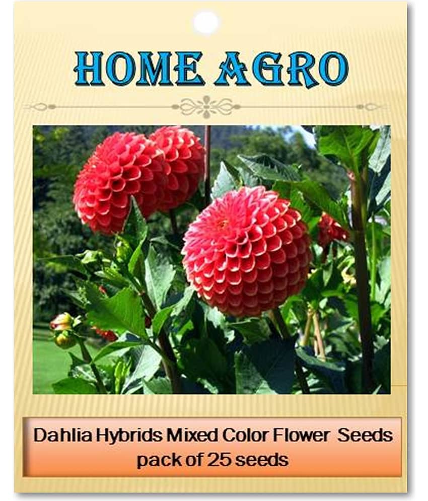 homeagro - Dahlia Mixed Flower ( 25 Seeds ) view 2