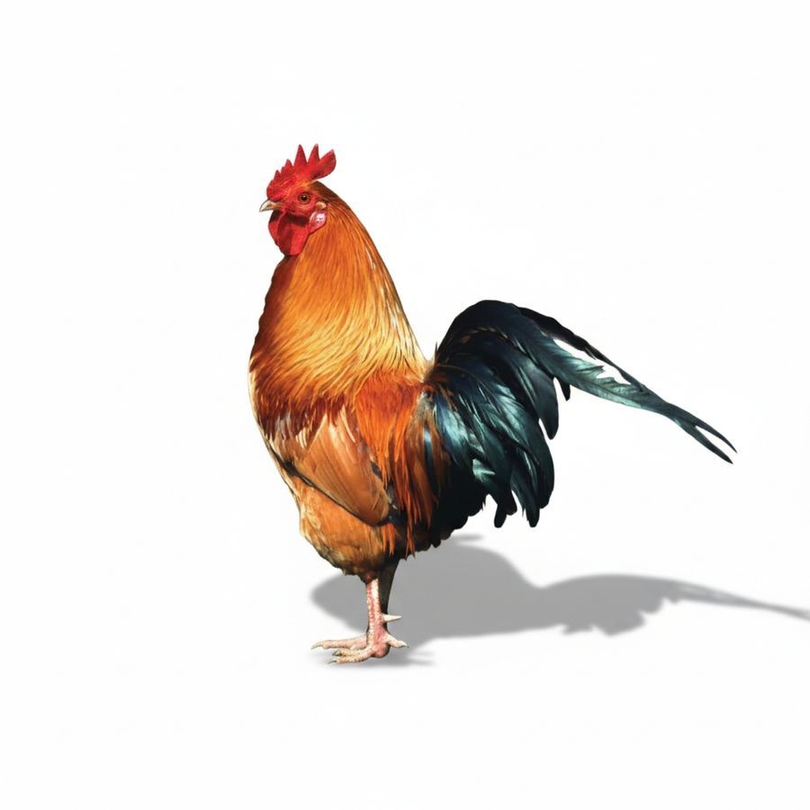 Fresh Whole Chicken - 1 kg - One whole chicken view 2