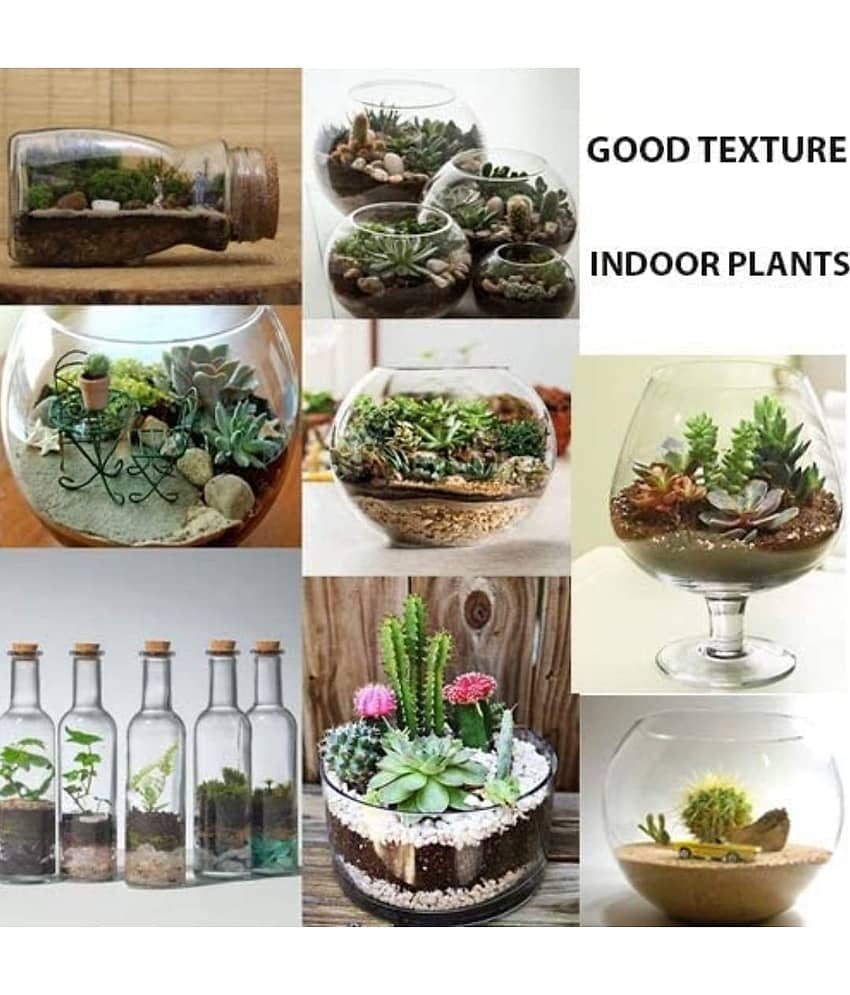 Green plant indoor - Natural Stones view 2