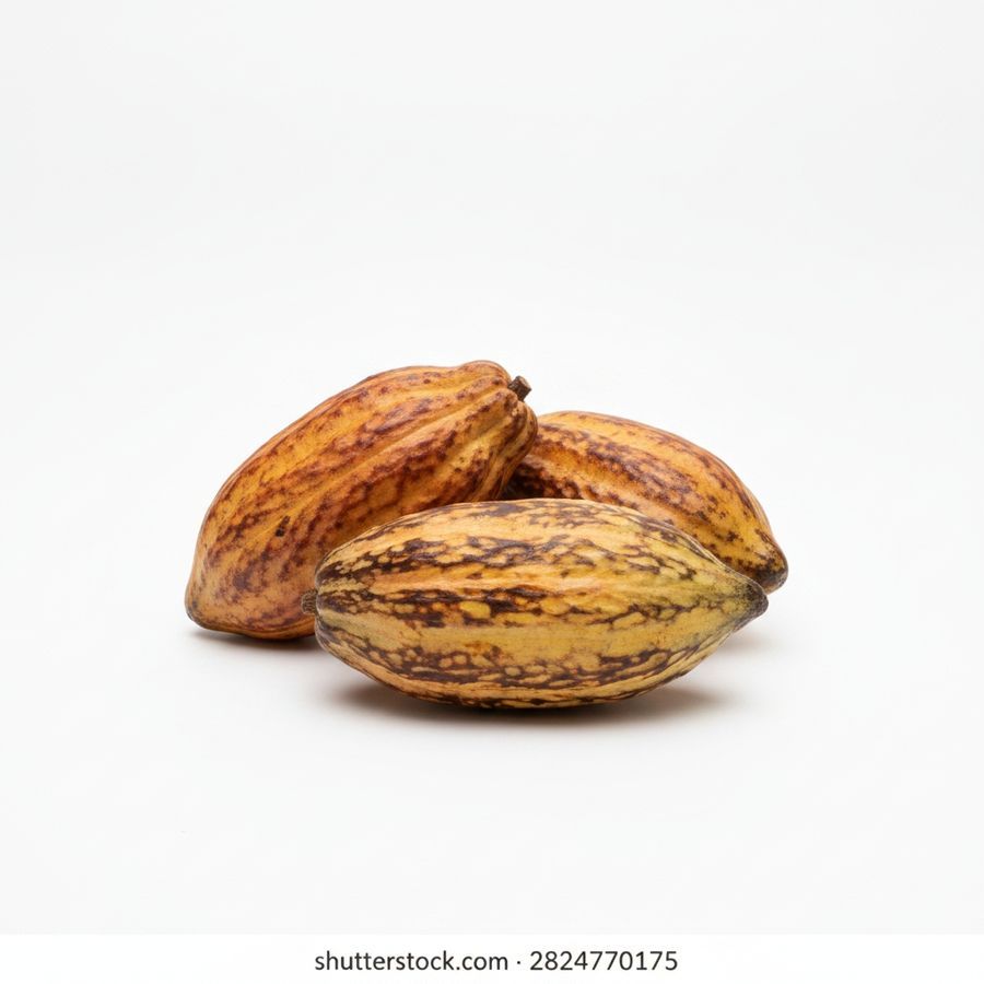 Premium Raw Cocoa Pods - 1 kg - One pack containing cocoa pods view 2