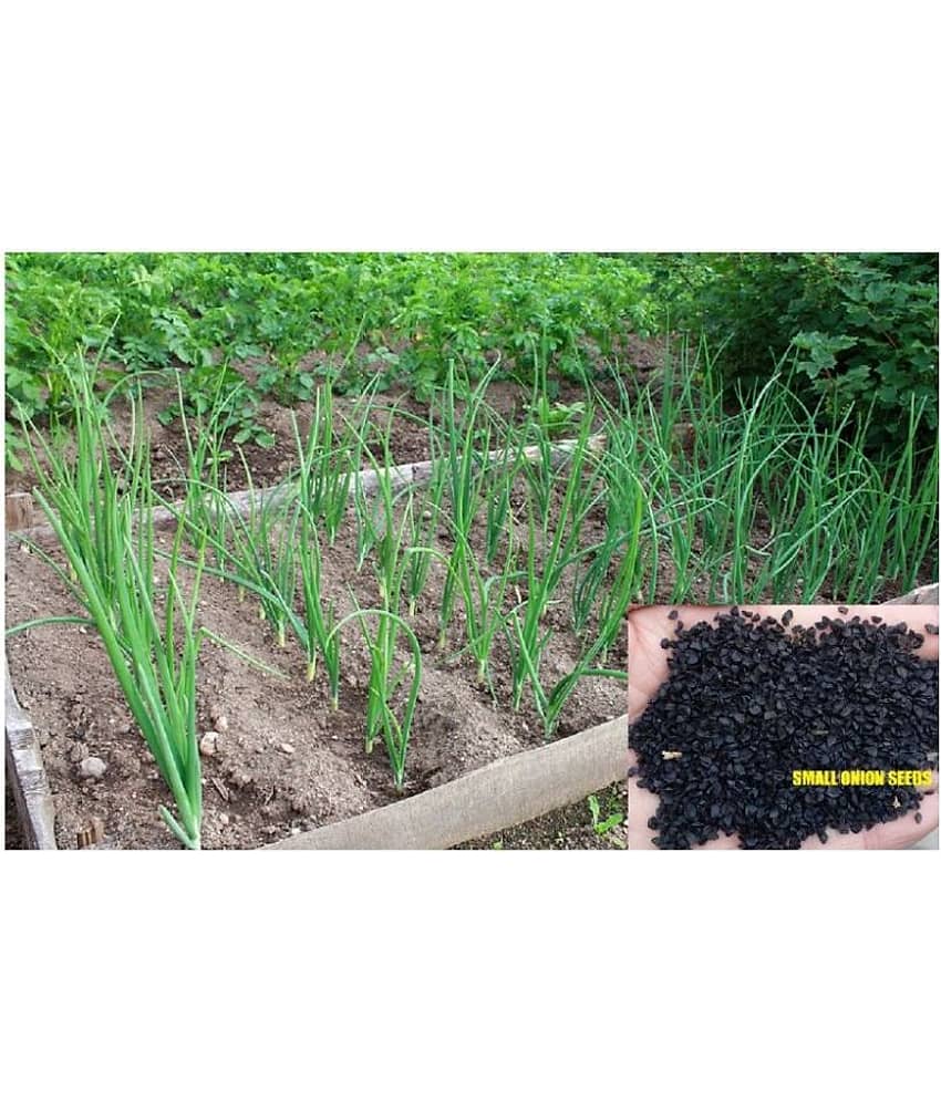 Saraswati Gardens : 250+ Seeds of Hybrid Small Onion High Yield Shallots for Sowing Growing best for Container Pot Growbag Cultures view 2