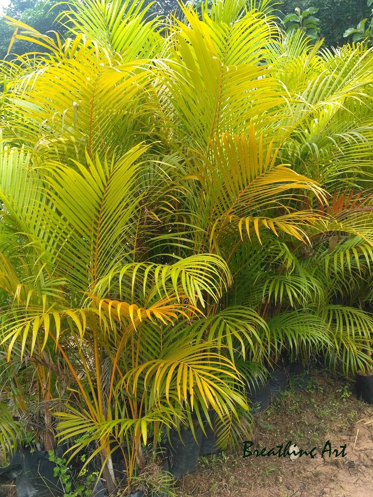 Breathing Art - Areca Palm/Golden Cane Palm Indoor Plant for Home Decoration view 2