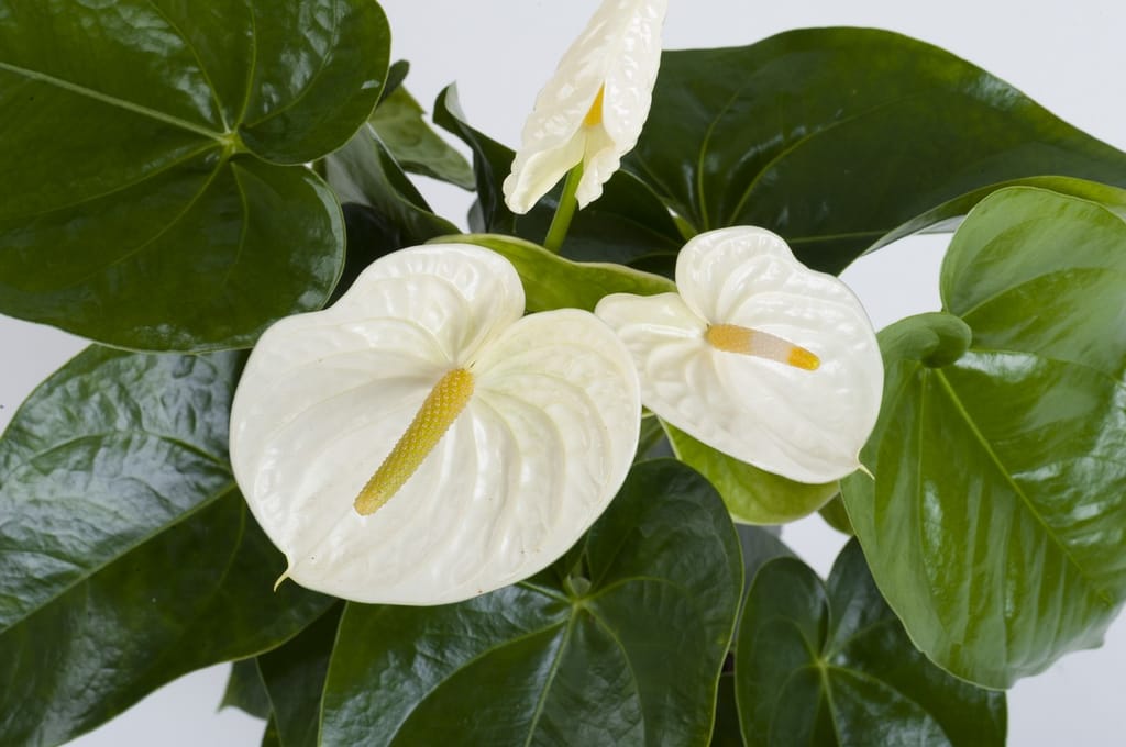 Lovely White Anthurium Flower Plant