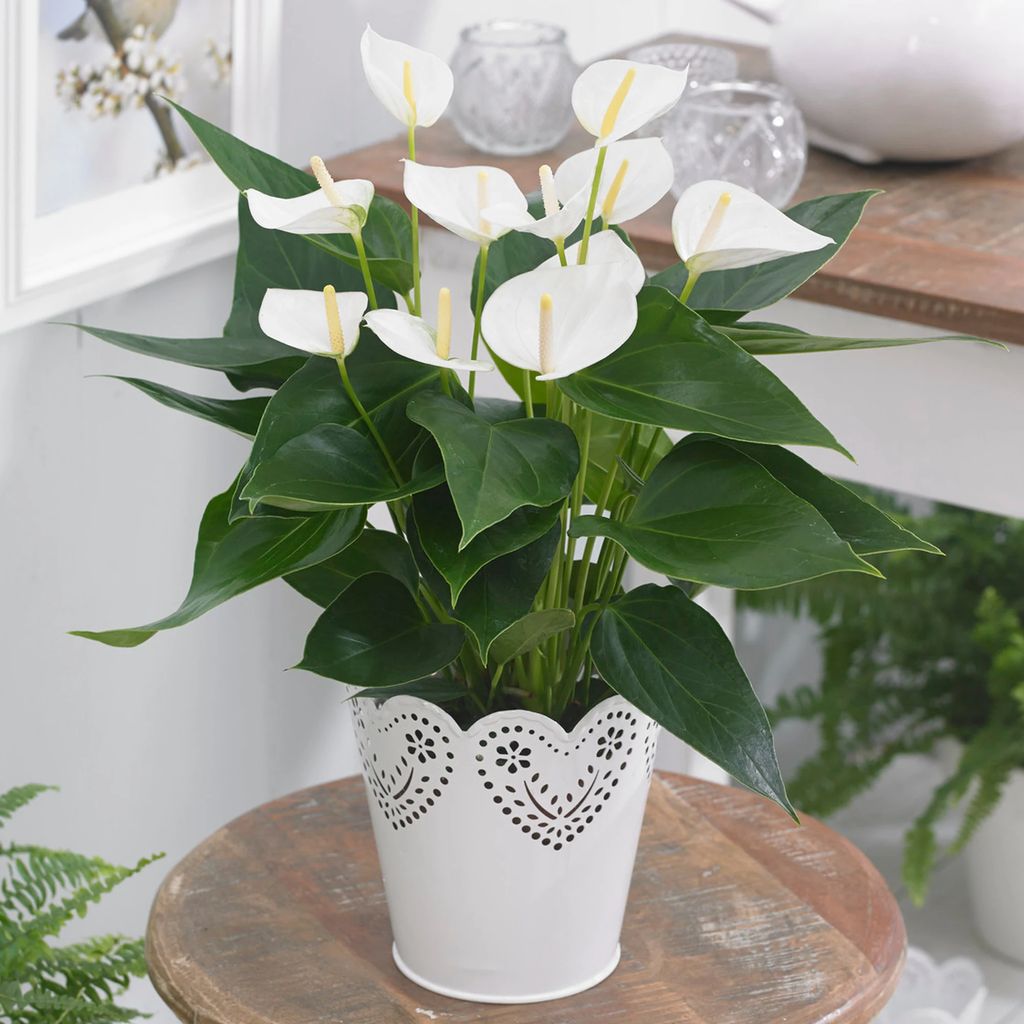 Lovely White Anthurium Flower Plant view 2