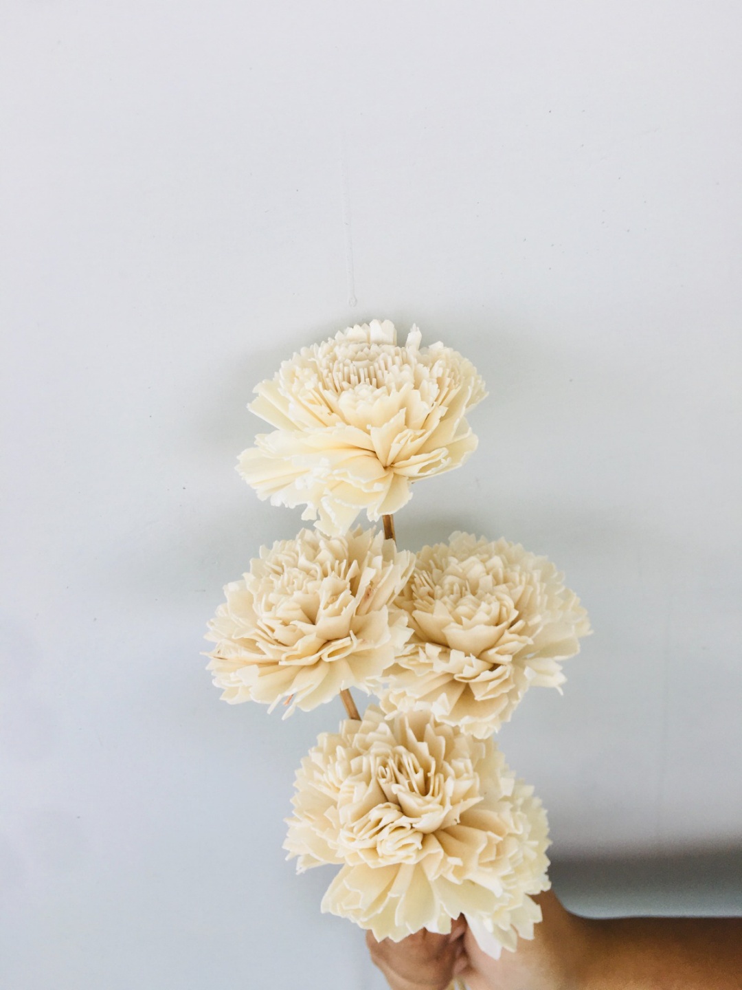 Carnation Sola Flower (5pcs) view 2