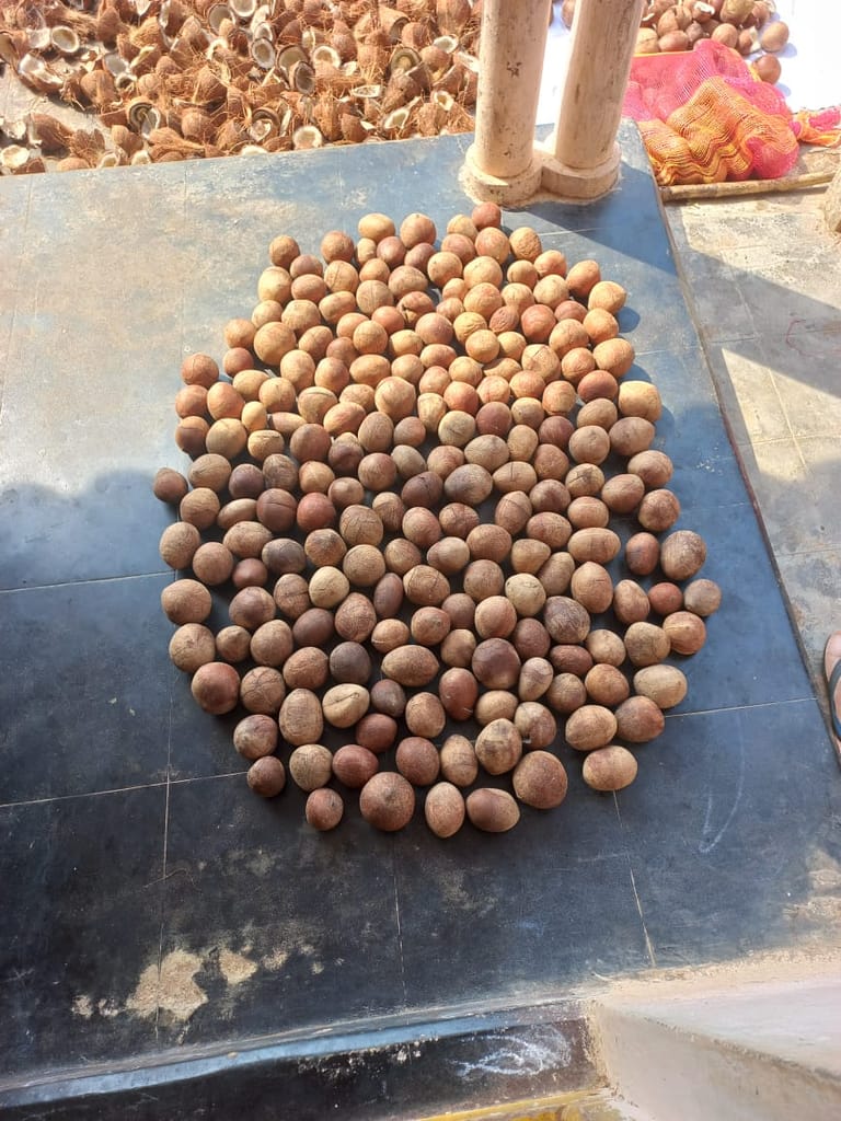 coconut view 2