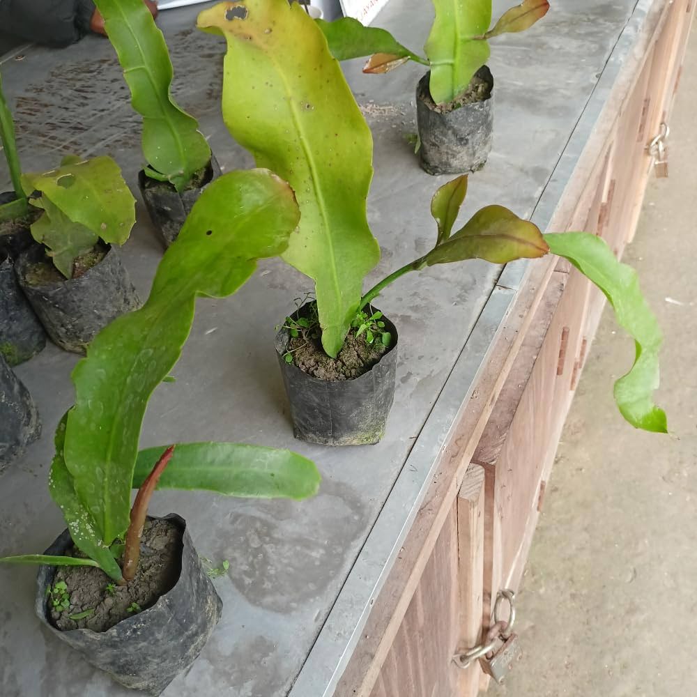 BRAMHA KAMALA STEM view 2
