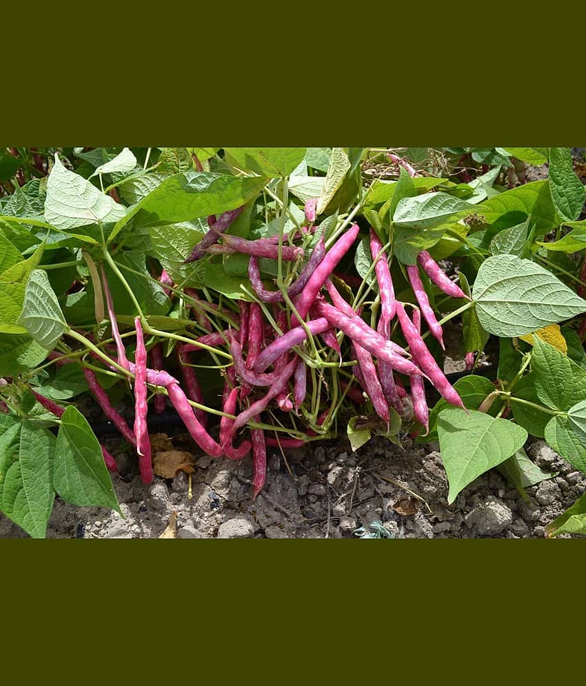 Recron Seeds - Creeper Bean Vegetable ( 15 Seeds ) view 2