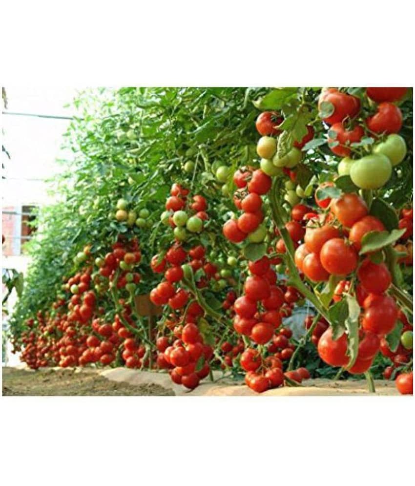 Hybrid Indian Tomato 100 Seeds Pack