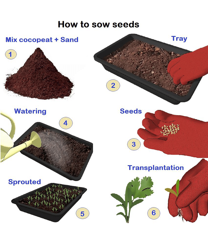cucumber Vegetable F1 hybrid seed ( pack of 50 seeds) view 2