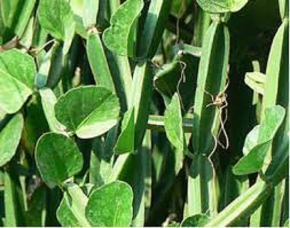 Darmika Cissus Quadrangularis Or Asthisamharaka Live Plant one view 2