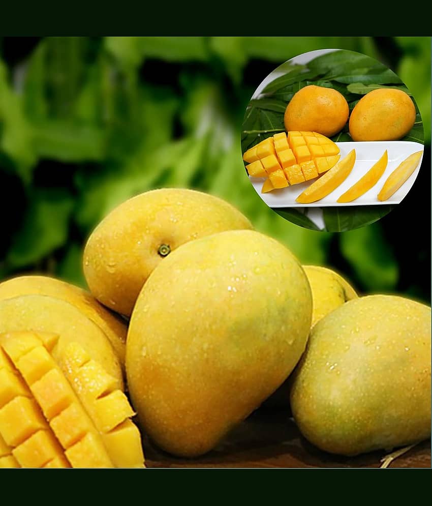Cloud Farm Outdoor Mango Fruit Plant Pack of 1 view 2