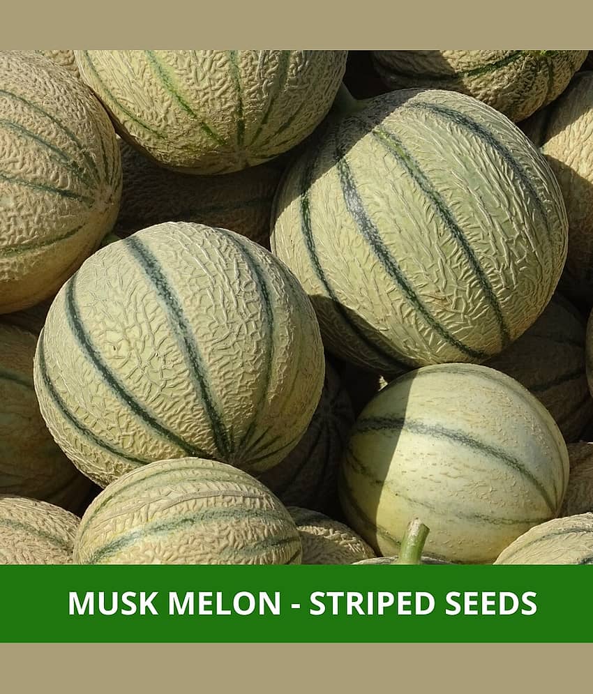 Jignisha Seeds Muskmelon Fruit ( 30 Seeds ) view 2