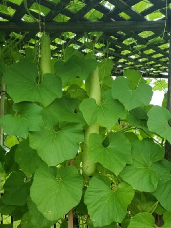 Bottle Gourd Terminal shoot view 2