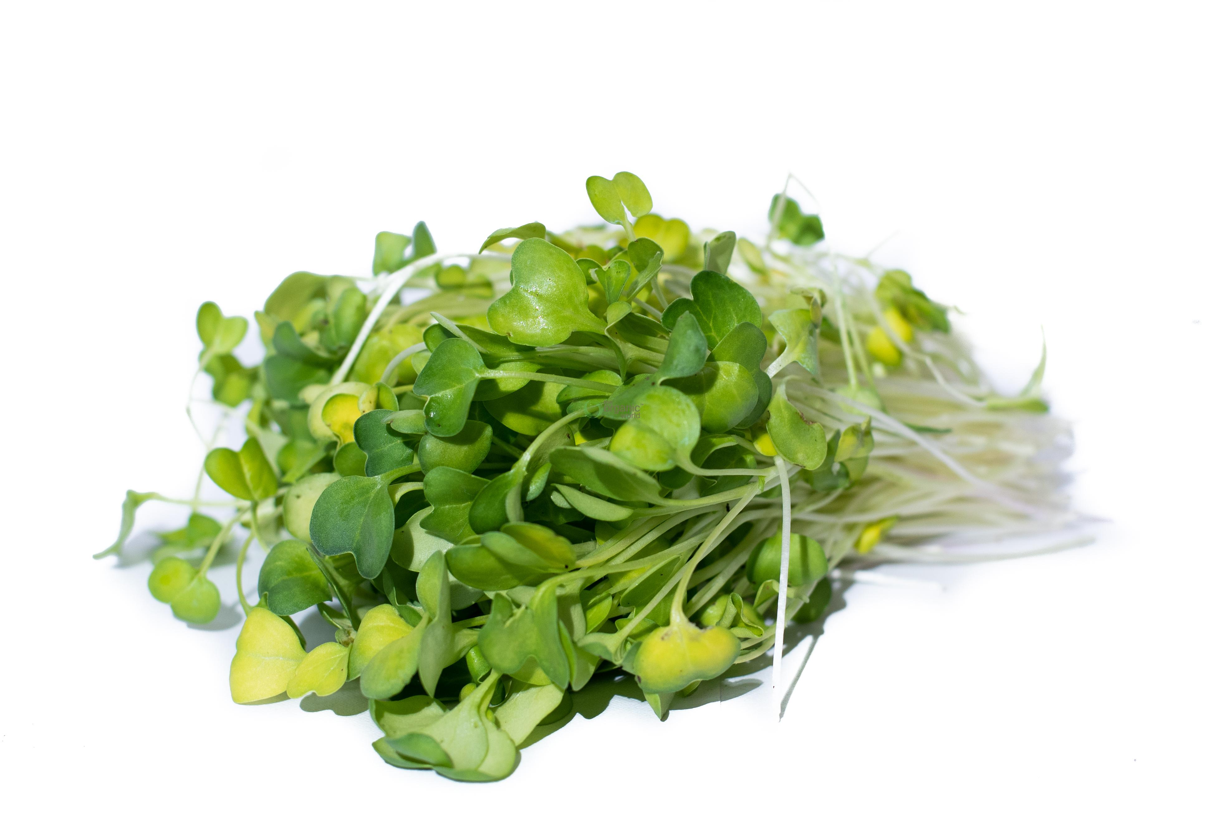 SS RADISH MICRO GREENS view 2