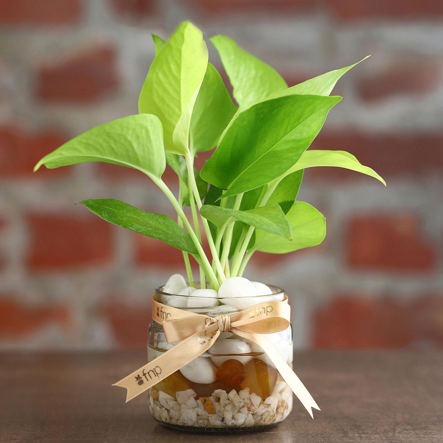 Money Plant Mason Jar Terrarium view 2