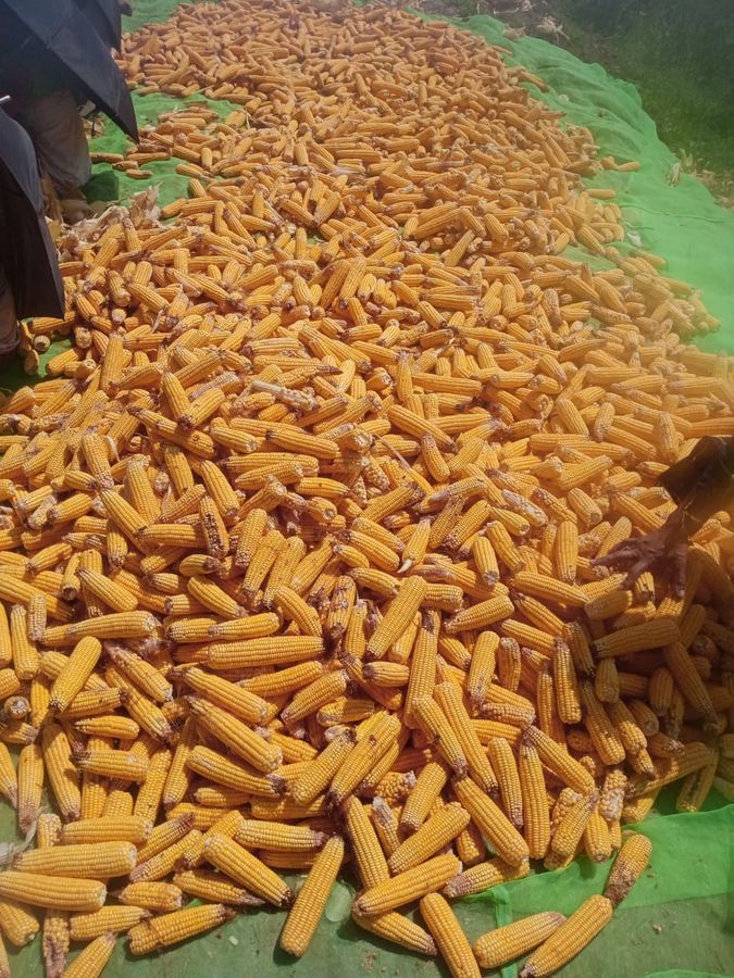 Maize - 1 kg - Pack of one view 2