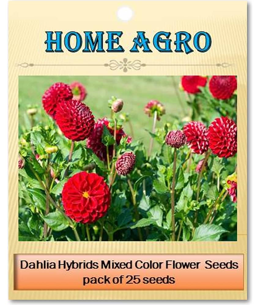 homeagro - Dahlia Mixed Flower ( 25 Seeds ) view 2