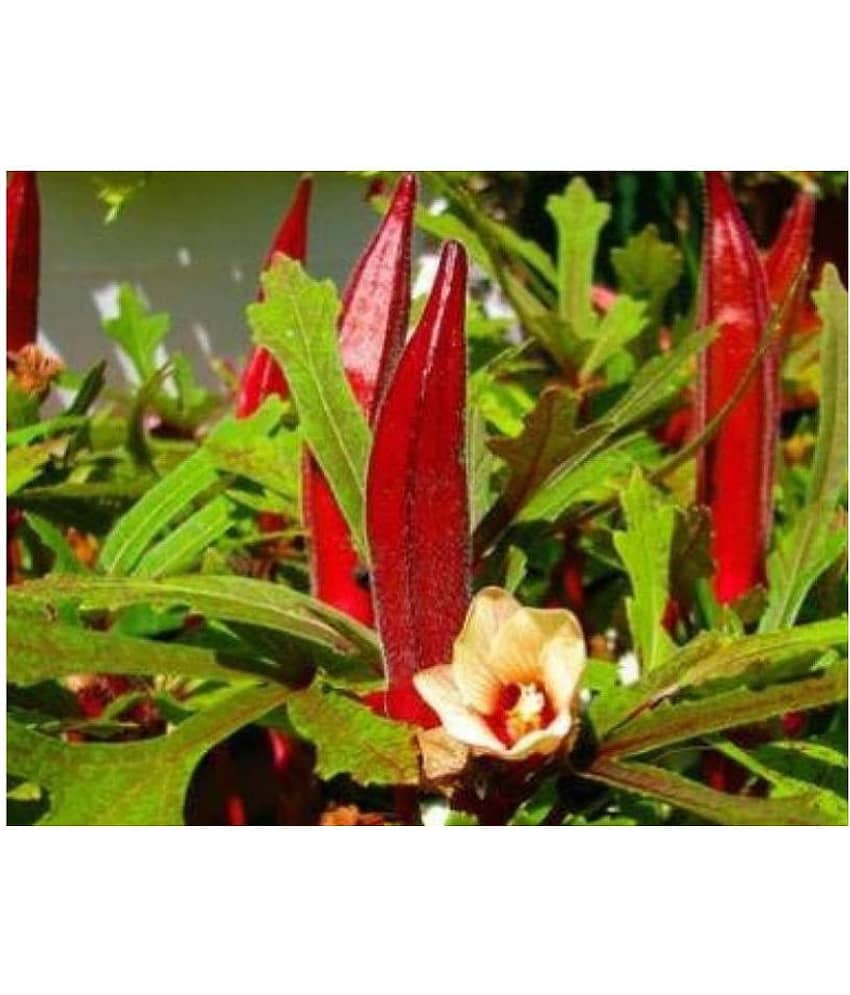 mahadev organic seed Red Okra Bhindi (Ladyâs Finger) pack of 30 seeds view 2