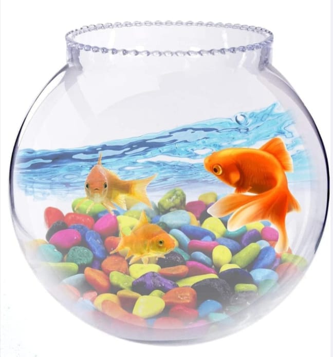 Goldfish (Coloured Aquarium Freshwater Fish) view 2