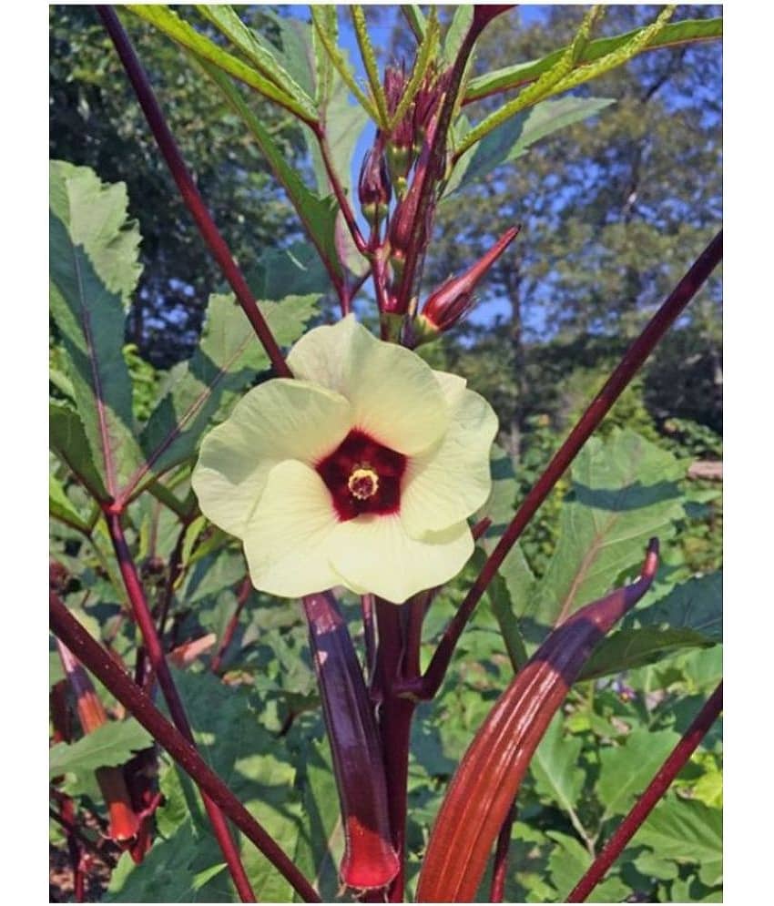 Okra/Bhindi/Lady Finger Vegetable Hybrid Seeds | Pack of 50 seeds view 2