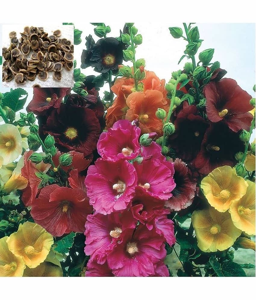 homeagro - Hollyhock Mixed Flower ( 50 Seeds ) view 2