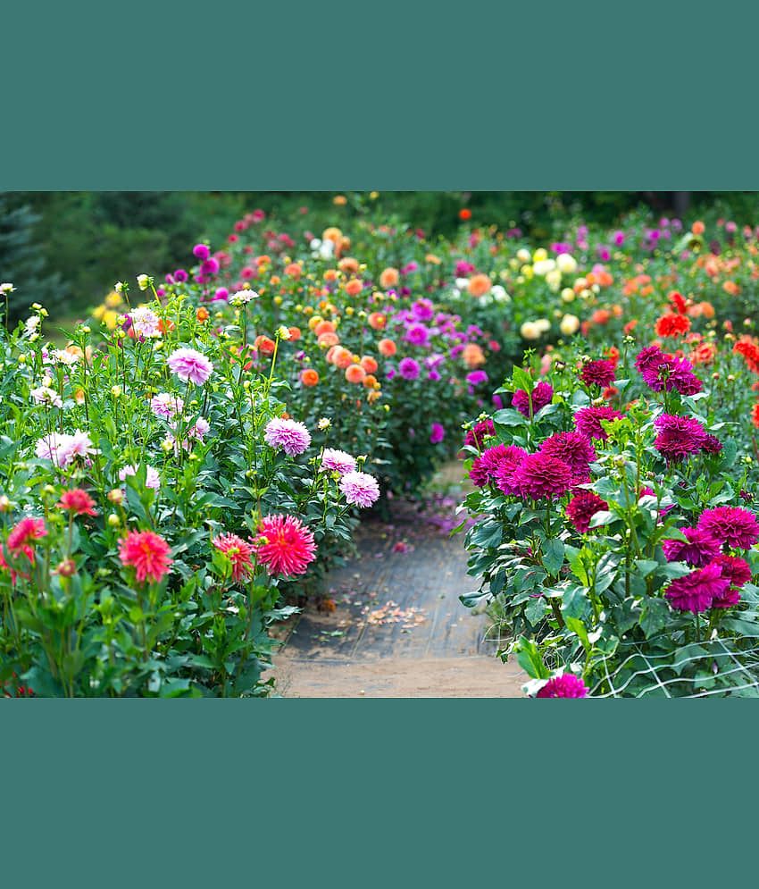 homeagro - Dahlia Mixed Flower ( 25 Seeds ) view 2
