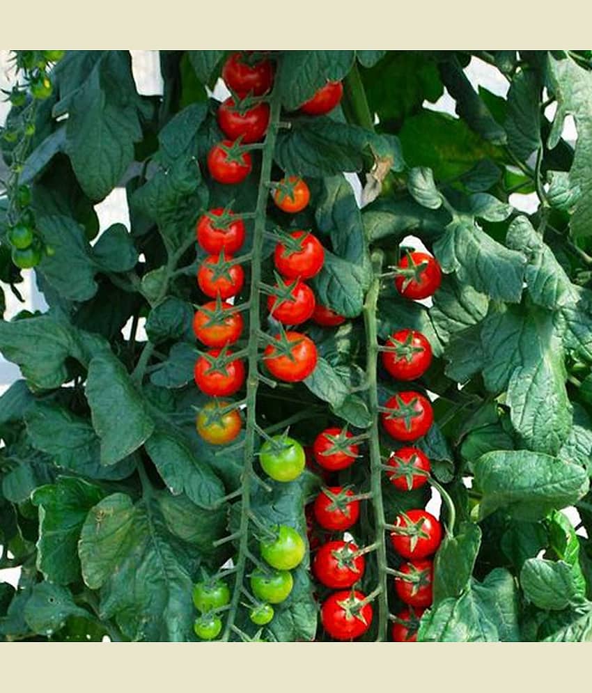 Recron Seeds Red Cherry Tomato Vegetable Seeds Pack Of 50 Seeds view 2