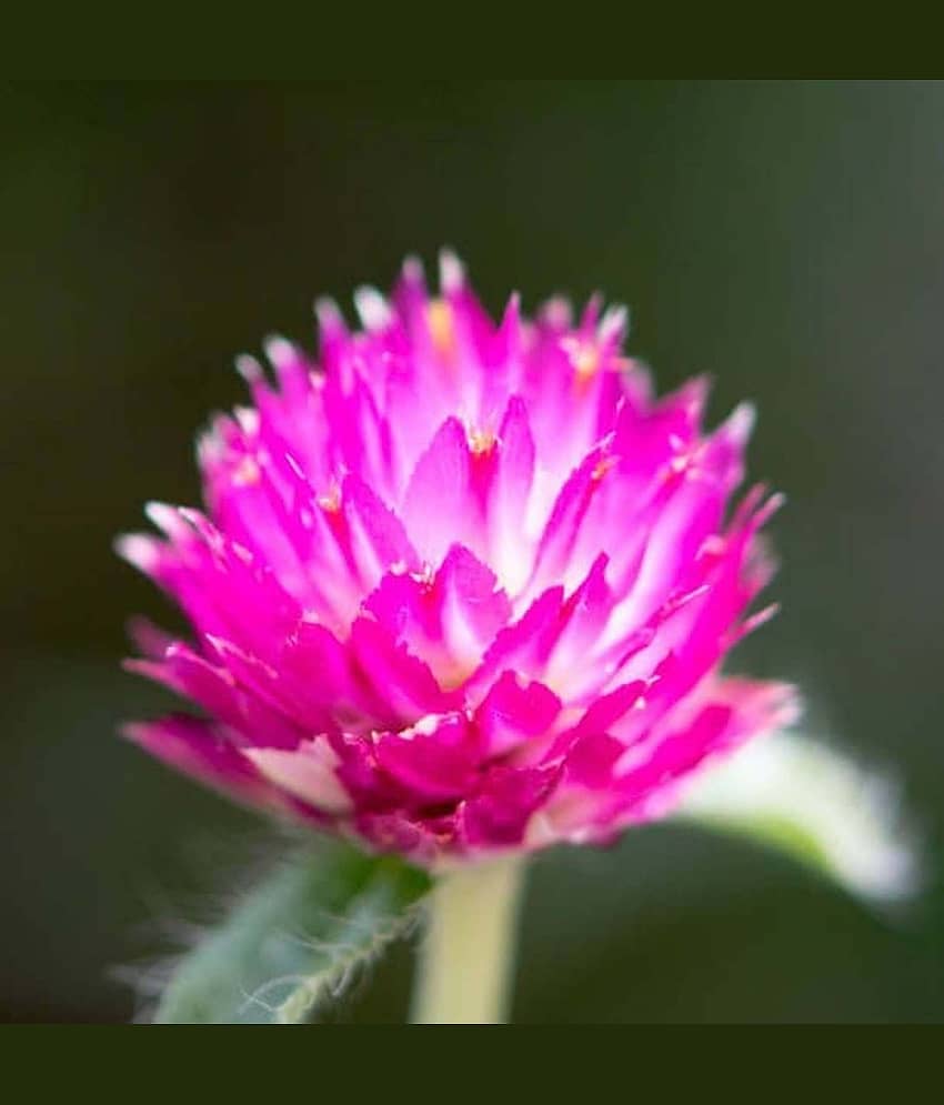 Gomphrena purple seeds Flower 20 Seeds view 2