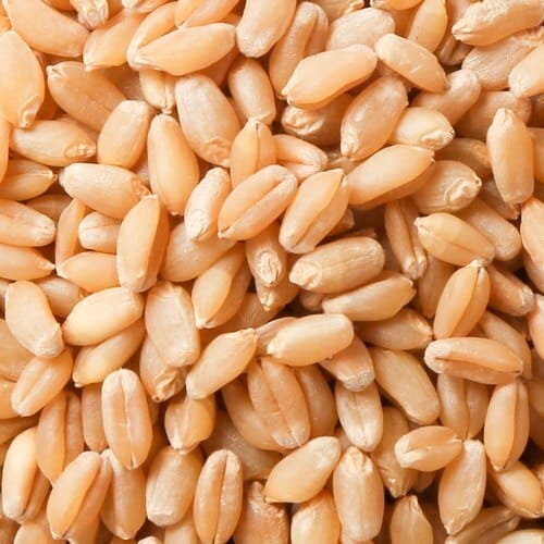 Wheat/ Gehu ( Pack of 4, 250 gram each packet) view 2