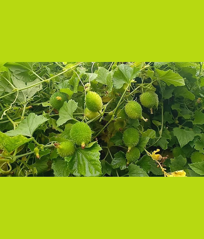 homeagro - Kantola Vegetable ( 20 Seeds ) view 2