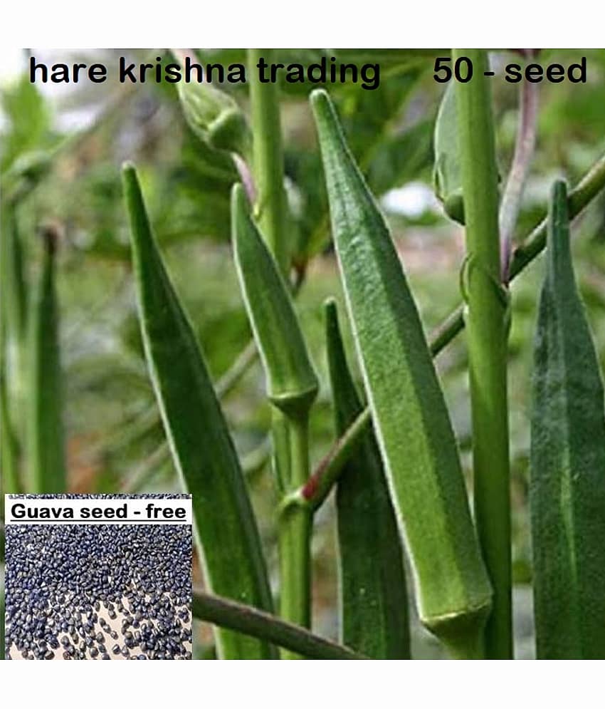 Bhindi, Okra F1 - Vegetable Seeds (Pack Of 50 Seeds) + Guava seed free ( 10 seed ) view 2