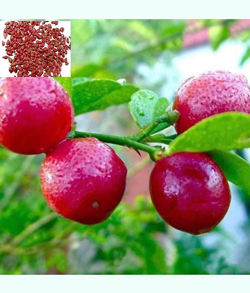 homeagro - Lemon Vegetable ( 10 Seeds ) view 2