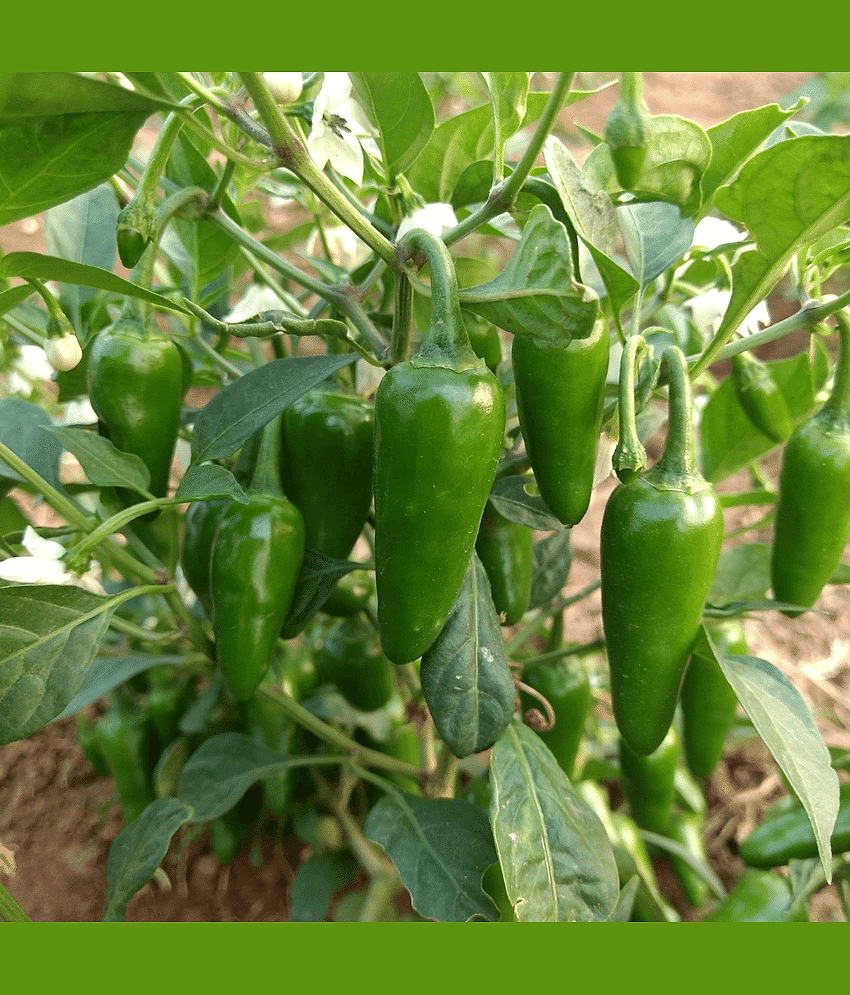 Hot Chili Seeds -Vegetable Bullet Chilli Seeds- 100 Seeds, view 2