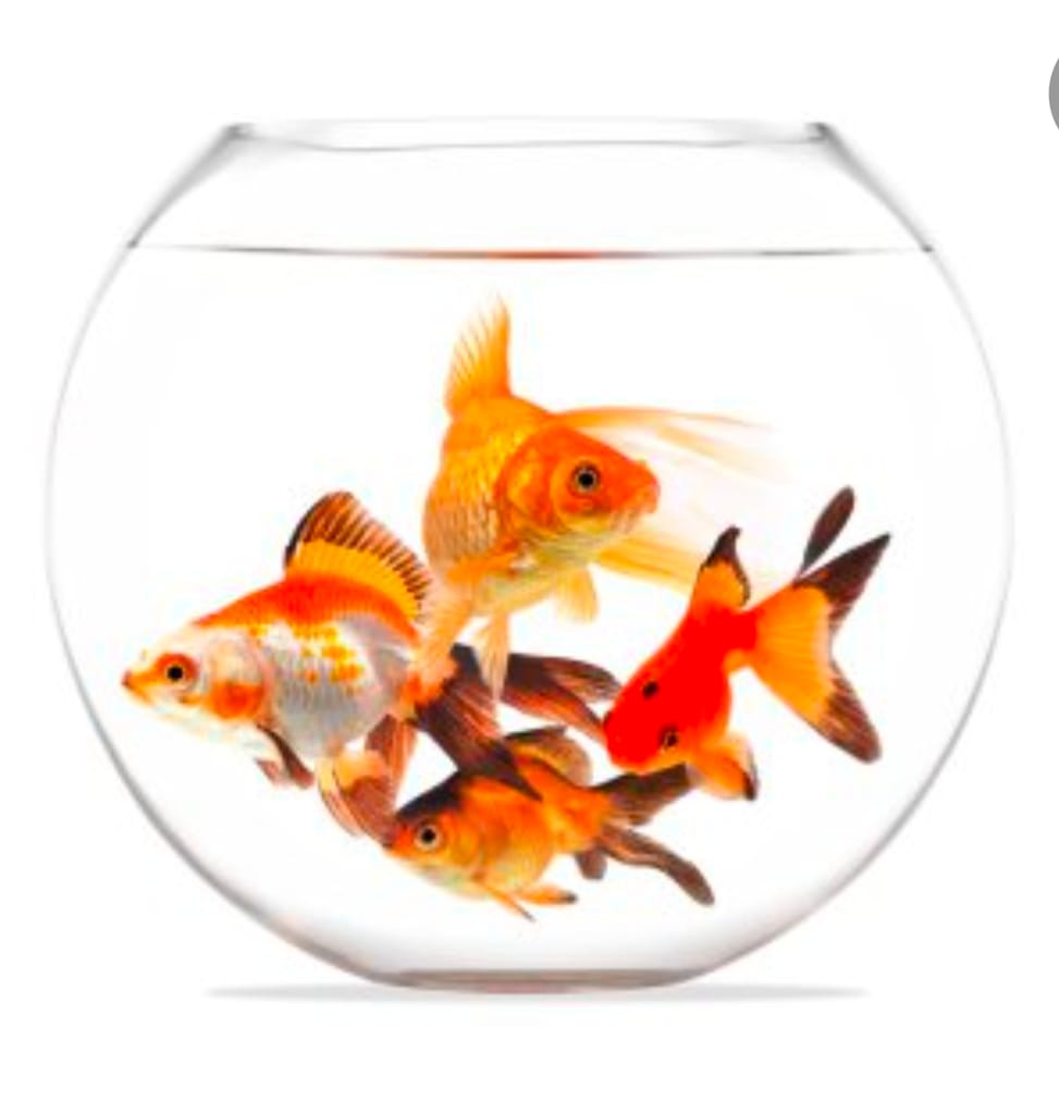 Goldfish (Coloured Aquarium Freshwater Fish) view 2