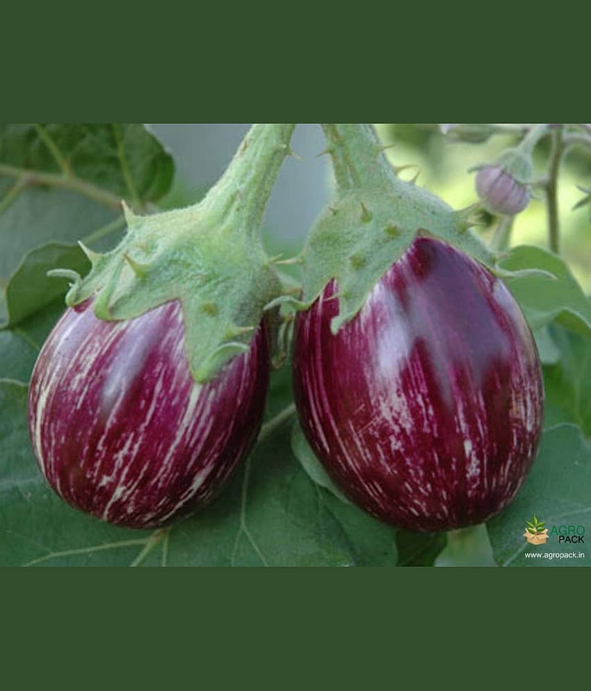 homeagro - Brinjal Vegetable ( 100 Seeds ) view 2